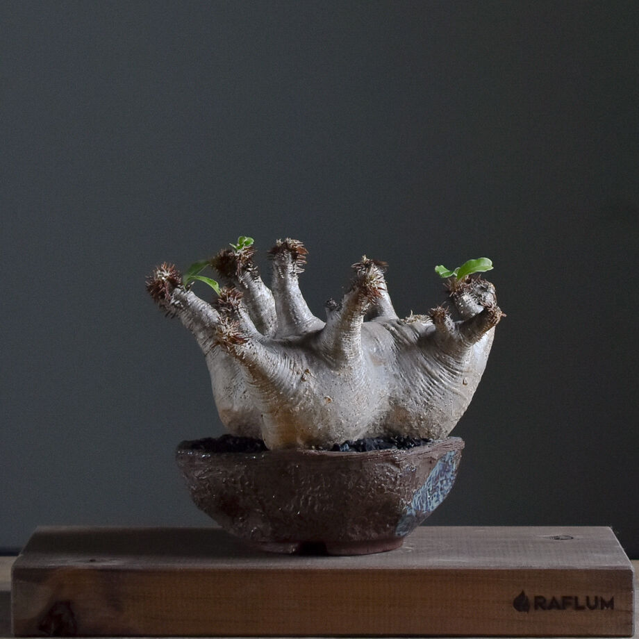 パキポディウム マカイエンセ【当店厳選！！良型のみをご案内！希少種